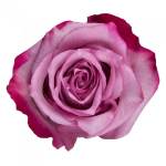 Purple Roses