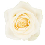White Roses