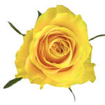 Yellow Roses