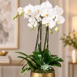 White orchids in a gold pot with a small succulent at the base.