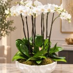 White orchid plant in a white bowl planter