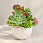 Succulent arrangement in a white textured ceramic pot