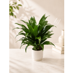 Potted green houseplant in a white textured pot