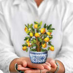 Person holding a small potted lemon tree with yellow fruit