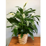 Potted peace lily with white blooms in a woven basket