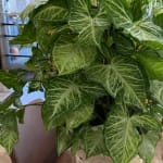 Potted plant with variegated green arrow-shaped leaves