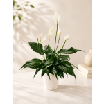 White peace lilies in a white pot with broad dark green leaves