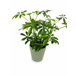 Potted green houseplant with glossy leaves in a ceramic pot