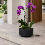 Potted purple orchid plant in a black container