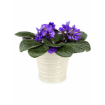 Purple African violet plant in a cream pot