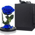 Blue rose under a glass dome beside a black gift box