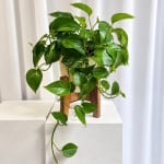 Potted trailing green houseplant on a wooden stand