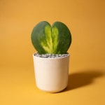 Heart-shaped variegated plant in a white pot