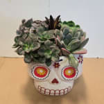Succulent arrangement in a white skull-shaped planter