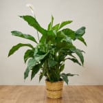Potted peace lily plant with white blooms in a woven basket