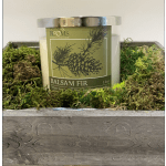 Balsam fir scented candle in a decorative wooden box with moss