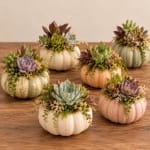 Succulents arranged in small pumpkins on a wooden table