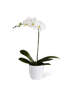 The Ftda White Orchid Planter In Peoria Az Exclusive Flowers And Gifts Llc