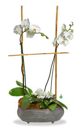 Two White Orchids In Phoenix Az Lush Bouquet Flowers Downtown Phx