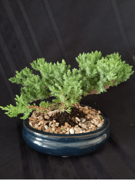 Bonsai Plant In Katy Tx Passion Flowers