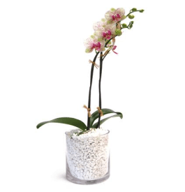 Orchid Plant In Phoenix Az Artistic Surroundings