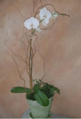 Longlasting Elegance Phalaeonopsis Orchid Plant In Los Angeles Ca A Bed Of Roses