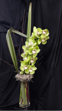 Cymbidium Orchid In Brookfield Wi Gregory And Co