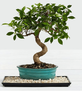 Bonsai Ficus In Miami Beach Fl Miami Beach Flowers