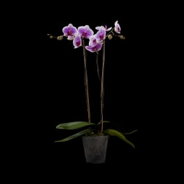 Orchid Plant Other Than White In Houston Tx David Brown Flowers