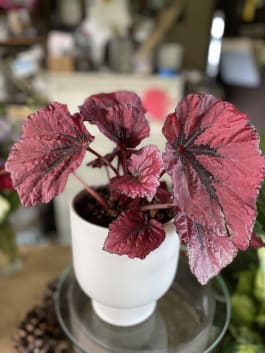 Tropical Indoor Plant in Moss Basket