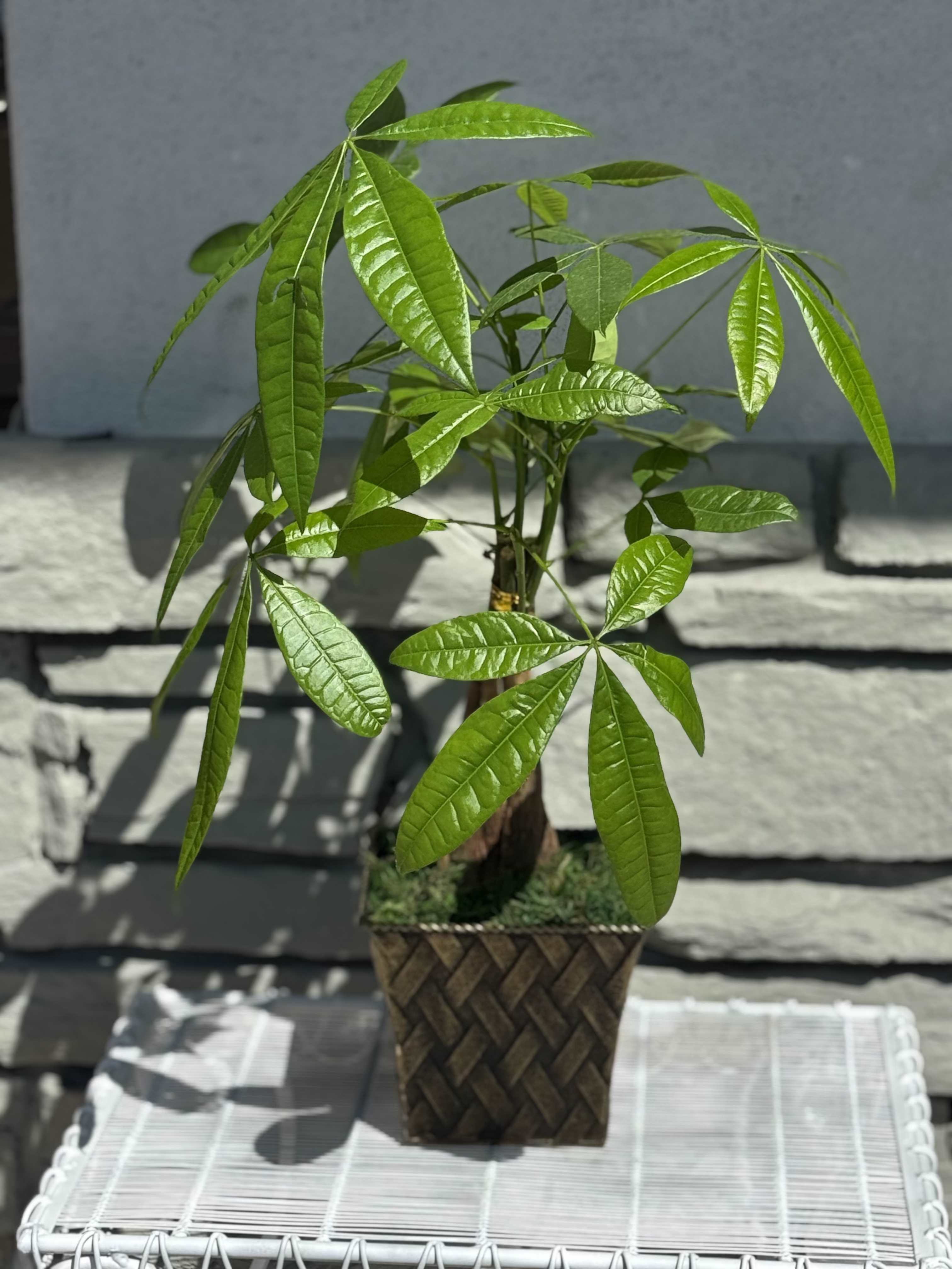 Potted money tree plant in a woven square planter
