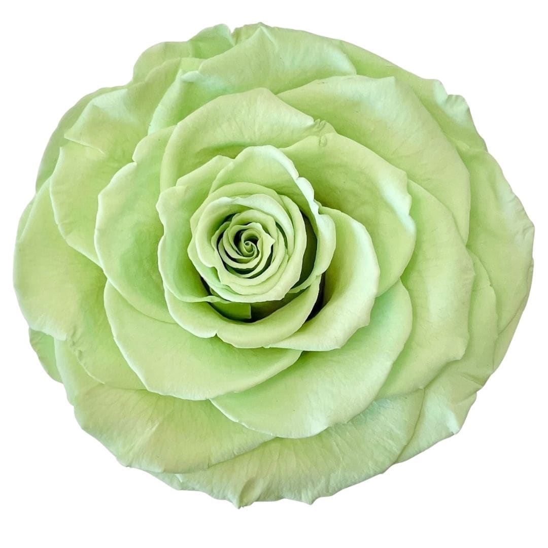 Single pale green rose bloom on a white background