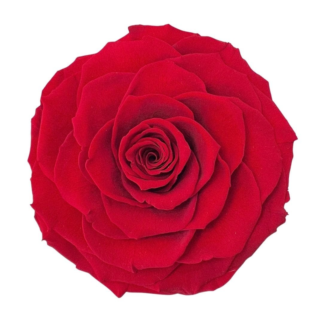 Single red rose bloom on a white background