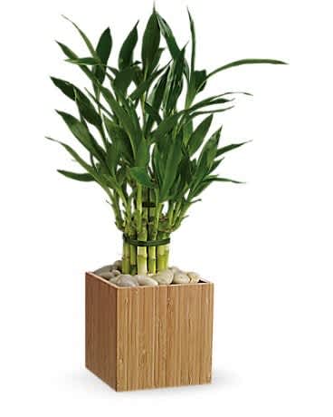 Potted lucky bamboo plant in a square wooden container with decorative stones