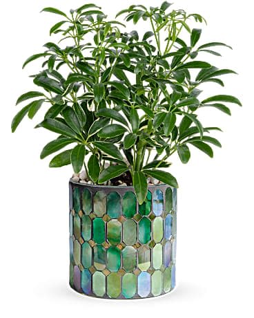 Green houseplant in a round mosaic pot with blue and green tiles