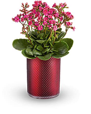 Pink flowering potted plant in a red textured glass vase