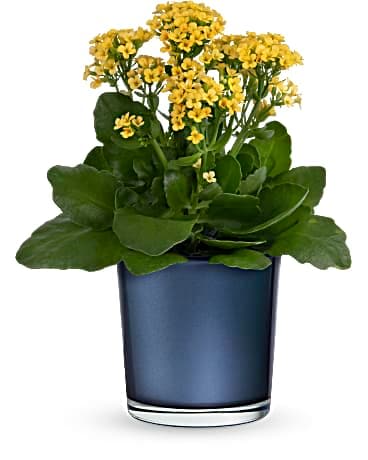 Potted yellow flowering plant in a dark blue glass container