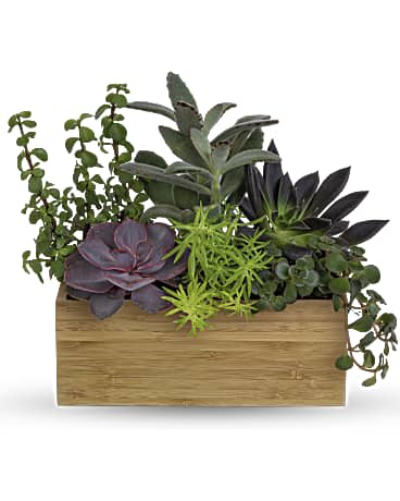 Assorted green and purple succulents arranged in a rectangular wooden planter box