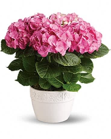 Potted pink hydrangea plant in a white ceramic pot