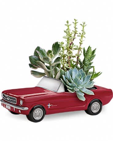 Dream Wheels '65 Ford Mustang by Teleflora - This Father's Day, get Dad's motor running with this collectible gift! In the perfect shade of poppy red, this classic ceramic '65 Ford Mustang presents an array of living succulent plants. What a beautiful, fun-filled display for dad's desk or bedroom! This living arrangement includes a variety of succulent plants. Delivered in a '65 Ford Mustang collectible keepsake.