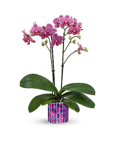 Potted pink spotted orchid plant in a colorful patterned ceramic pot.
