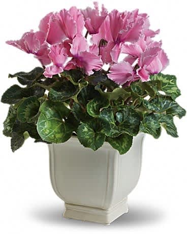 Pink flowering plant with variegated foliage in an off-white ceramic pot