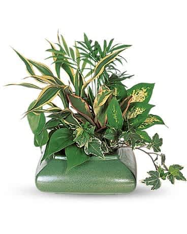 Assorted green houseplants with variegated foliage in a low green ceramic container