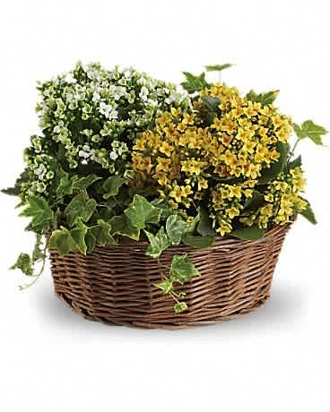 Basket of yellow and white flowering plants with trailing ivy in a woven brown basket