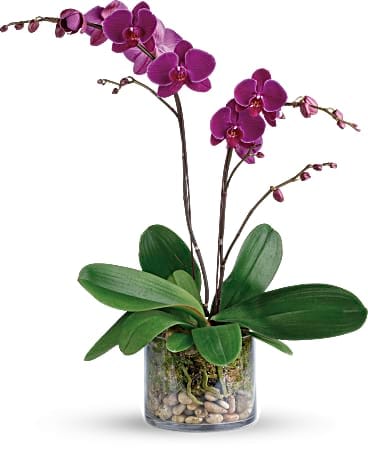 Potted purple orchid plant in a clear glass cylinder vase with decorative stones.