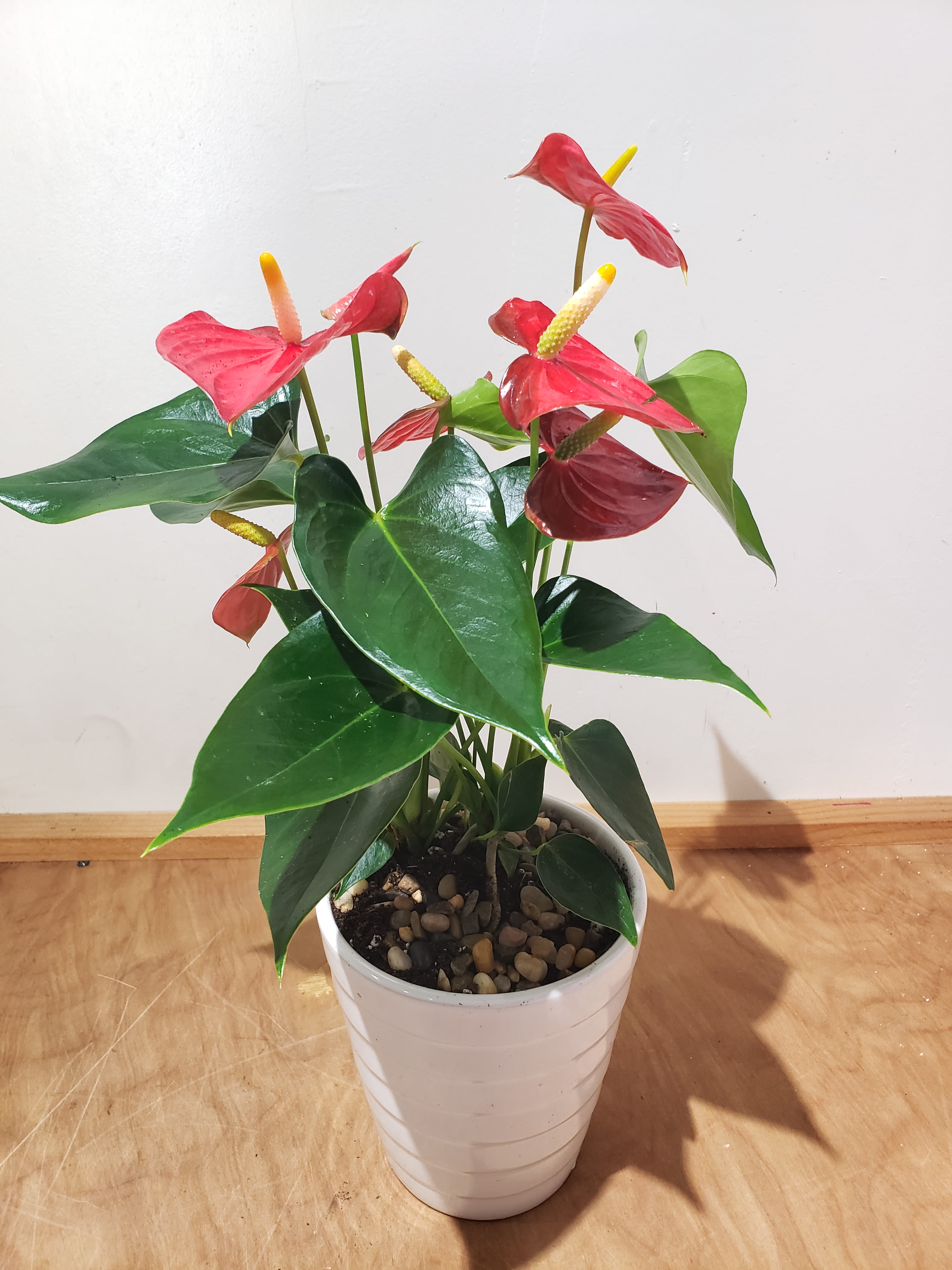 Potted anthurium plant with red blooms in a white container