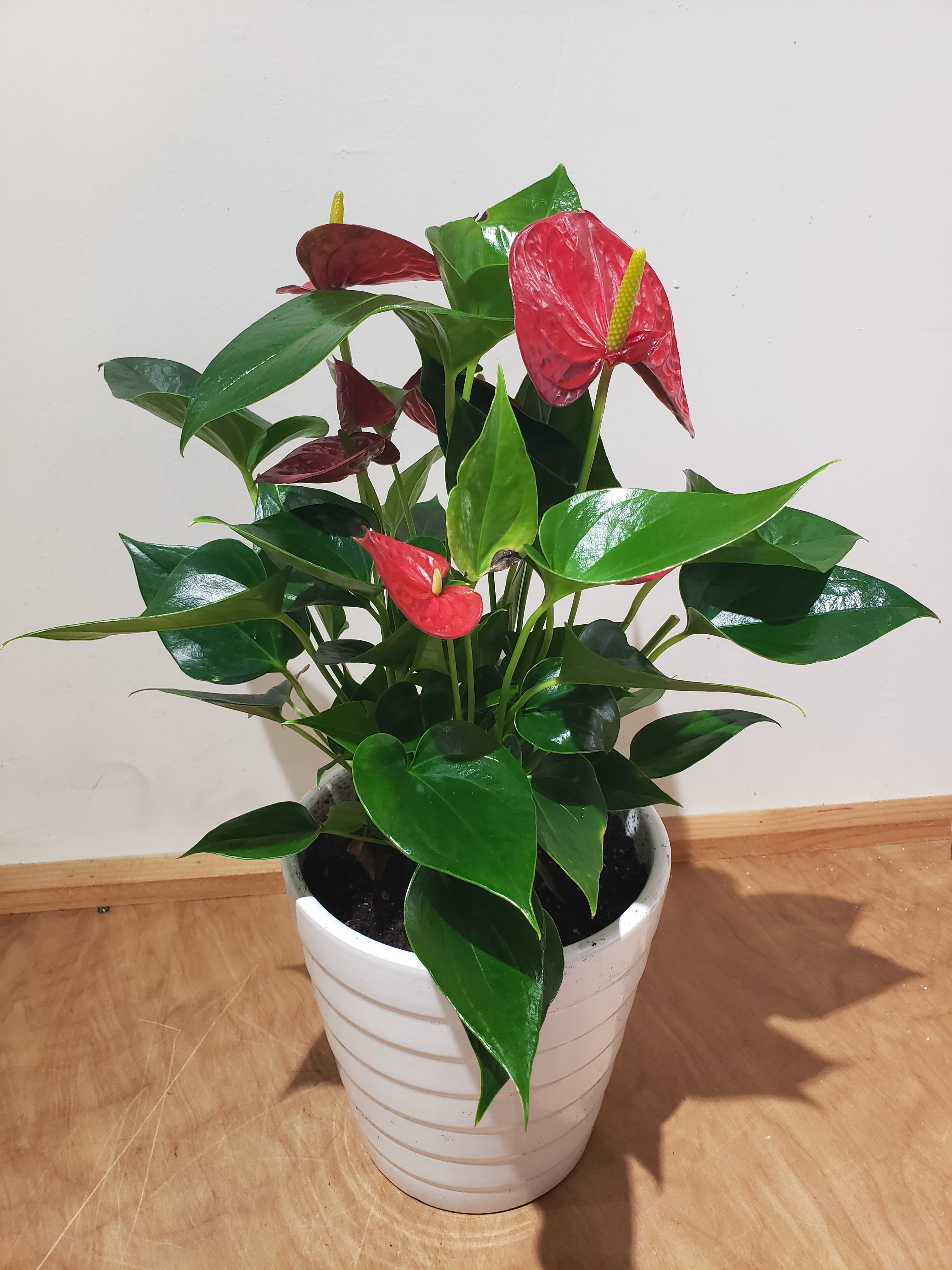 Potted anthurium plant with red blooms in a white ceramic pot