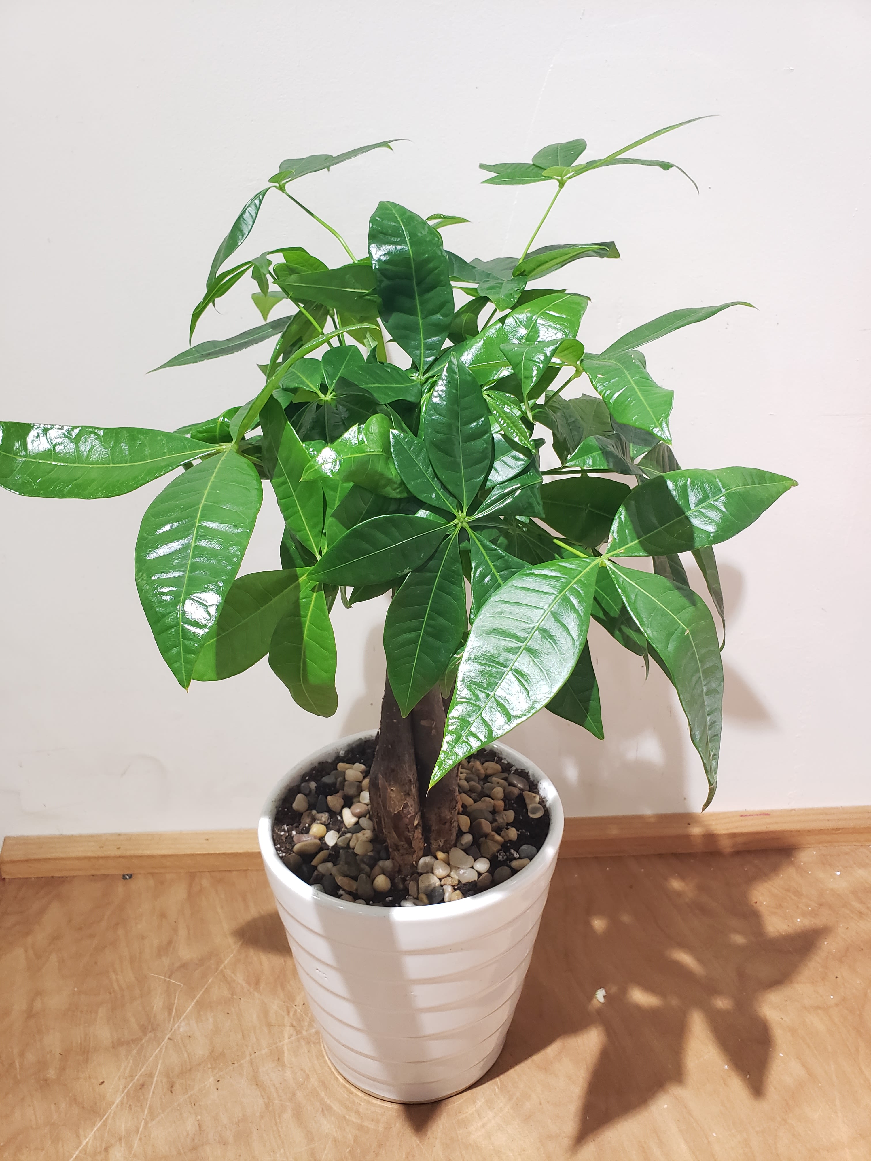 Potted green houseplant with glossy leaves in a white ceramic pot