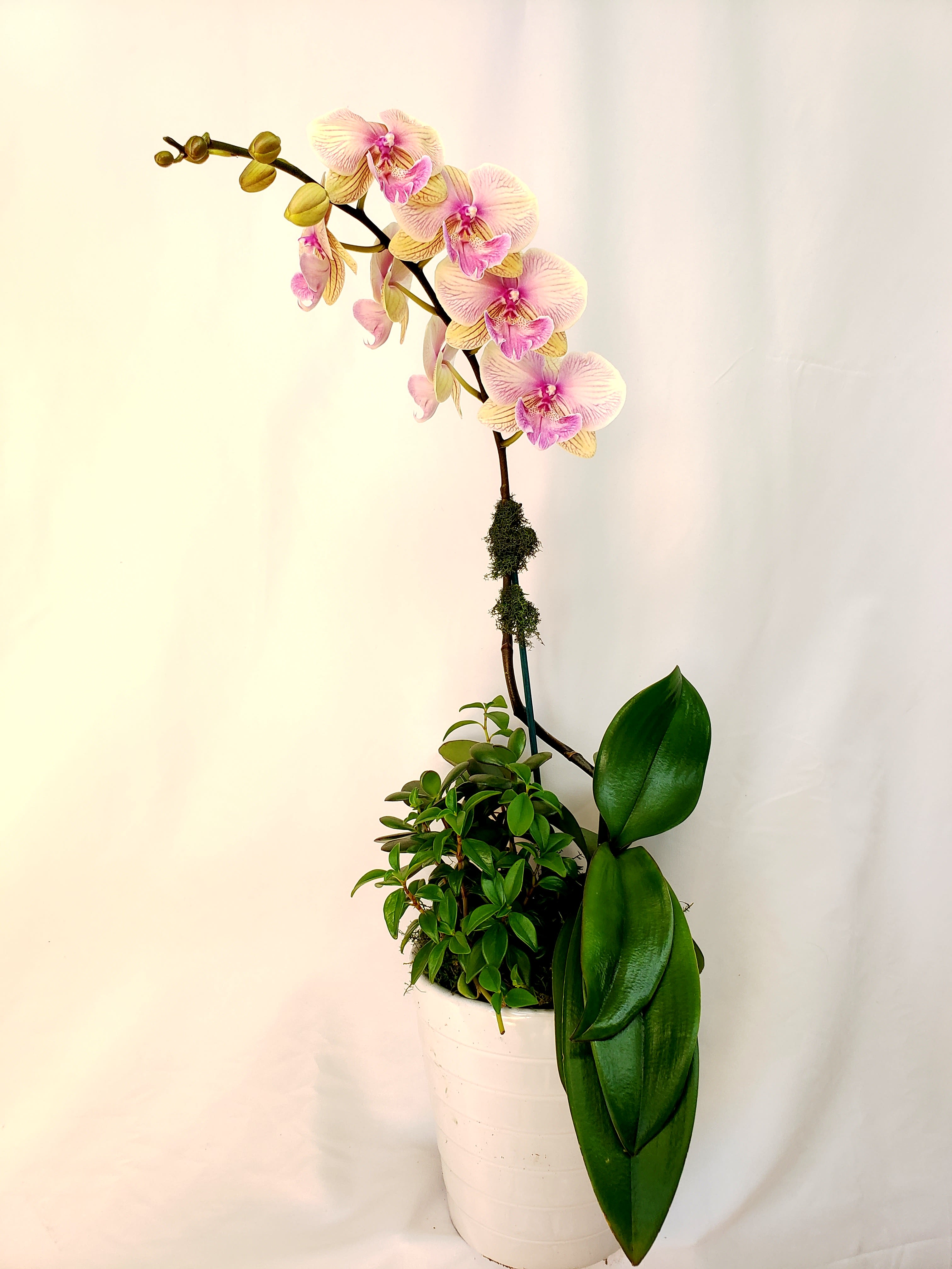 Potted orchid arrangement with pink blooms and glossy green leaves