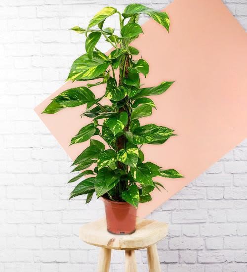 Potted trailing houseplant with variegated green leaves